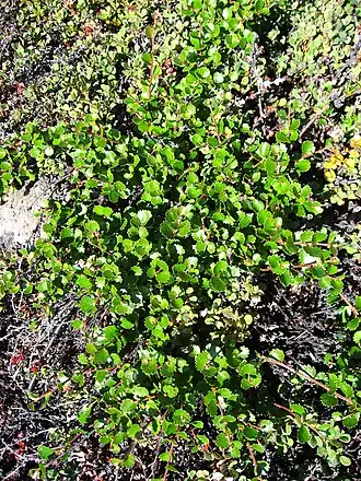 Основное растение тундры: Карликовая берёза