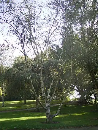 Общий вид растения