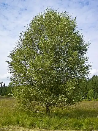 Общий вид взрослого растения