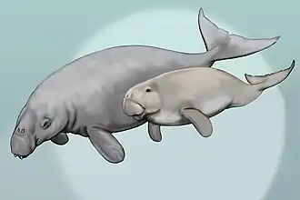 Реконструкции Bharatisiren kachchhensis и Kutchisiren cylindrica (ниже)