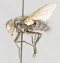 Billaea nipigonensis