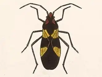 Oncopeltus varicolor