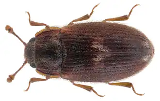 Biphyllus lunatus