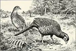 Изображение (недоступная ссылка) обыкновенного фазана зеравшанского