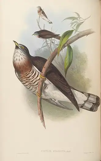 По Гульду и Шарпу  "Птицы Азии", 1850-1883.