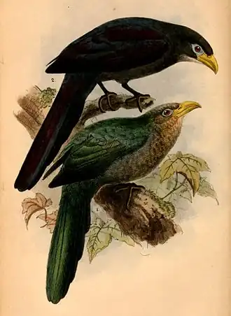 Ceuthmochares aereus (сверху) и Ceuthmochares australis (снизу)