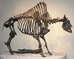 Bison antiquus