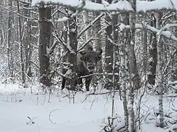 Самец зубра из вольной популяции зубров (2014 год)