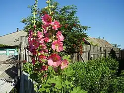 Цветы у забора в одном из домов