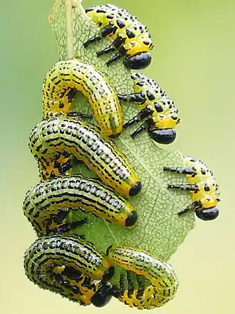 Личинки на кормовом растении