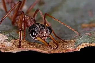 Рабочий Myrmecia nigriceps