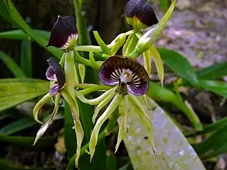 Цветущая P. cochleata