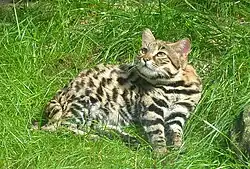 Черноногая кошка  (род кошки)