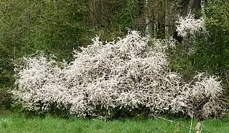 Заросли цветущего терновника в Швеции