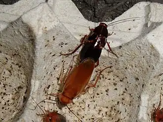 Самка (сверху) и самец (снизу) в процессе спаривания