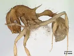 Вид сбоку B. brasiliensis