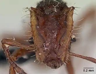 Голова рабочего муравья