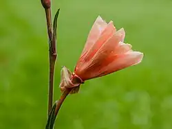 Сорт 'Sulphurea'