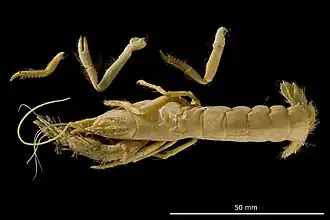 Голотип, вид сверху