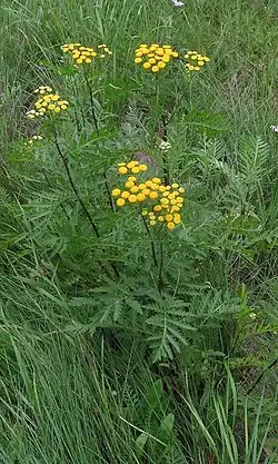 Пижма обыкновенная