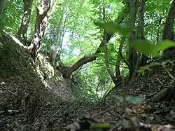 Лес Сен-Гиньефор