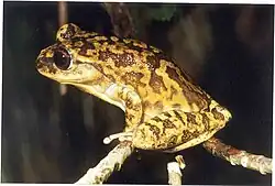 Bokermannohyla saxicola