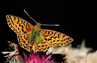 Перламутровка болория(Boloria aquilonaris)
