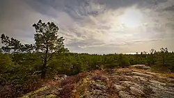 Лес с маячной скалы