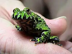 Дальневосточная жерлянка