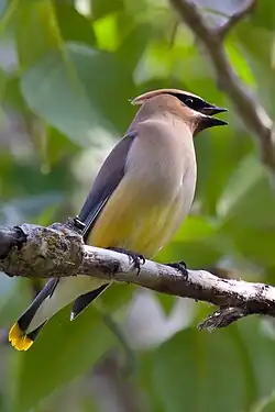 Американский свиристель