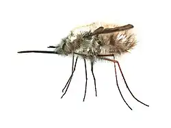 Bombylius major