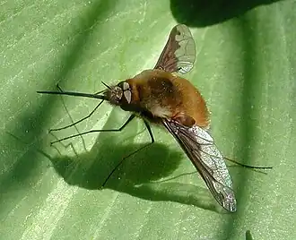 Bombylius major