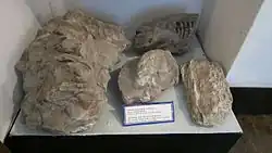 Останки южного слона, обнаруженные в Мингечевире. Музей истории Мингечевира, Мингечевир