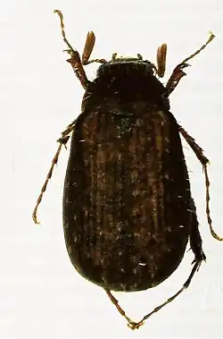 Gynaecoserica victori