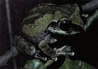 Саванная древесница