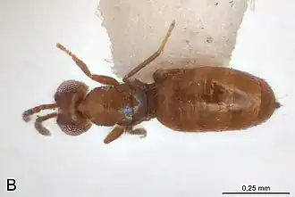 Вид сверху (самка)