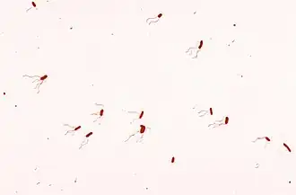 Bordetella bronchiseptica