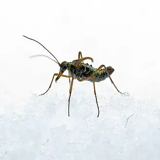 Самец ледничника Boreus westwoodi