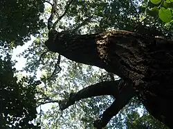 Старый серебряный тополь