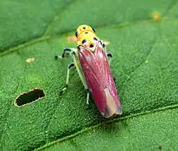Bothrogonia sp., Западные Гаты