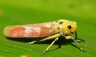 Bothrogonia sp., Западные Гаты
