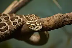 Полулунный ботропс