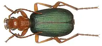 Brachinus crepitans