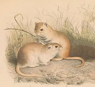 Песчанка Пржевальского