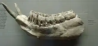 Нижняя челюсть