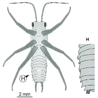 Взрослый представитель), крылья отсутствуют (по Sroka и Staniczek 2020). Выступы на брюшных сегментах.