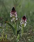 Ятрышник обожжённый (Orchis ustulata)