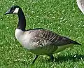 Канадская казарка (Branta canadensis)