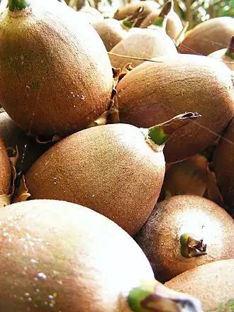 Плоды бросимума