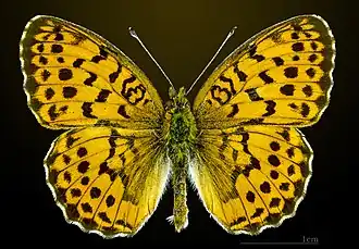 Перламутровка малинная